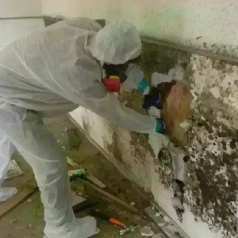 Mold Remediation and Removal in Menahga, MN